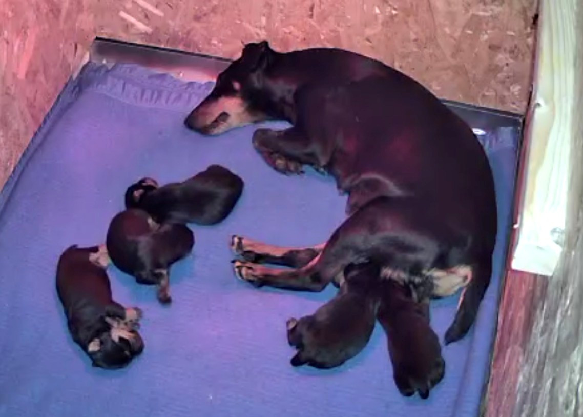 Des Plaines De Preaux - Chiots disponibles - Terrier de chasse allemand